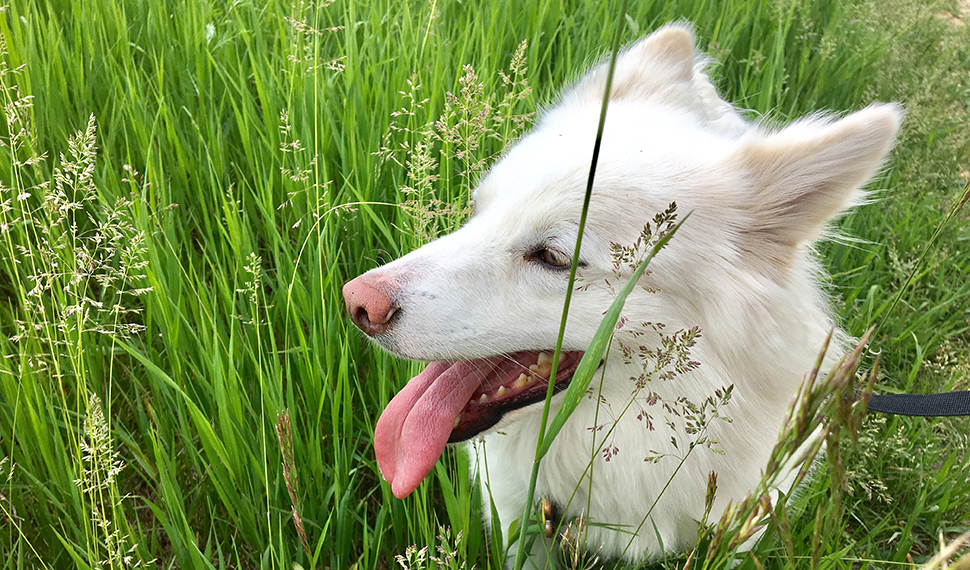 Mini being cute in the grass