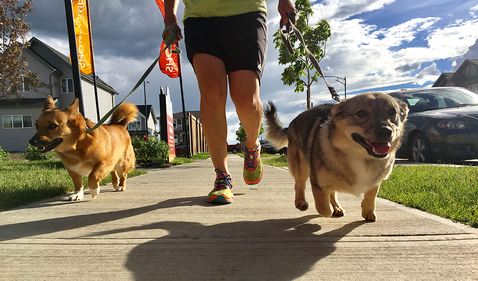 Dog Walking services
