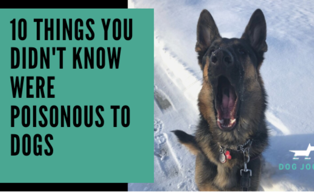 10 Things You Didn’t Know Are Poisonous to Dogs
