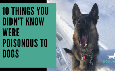 10 Things You Didn’t Know Are Poisonous to Dogs