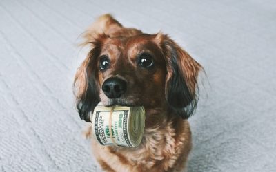 10 Costs You Should Consider Before Getting a Dog