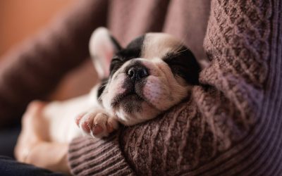 National Hug Your Dog Day