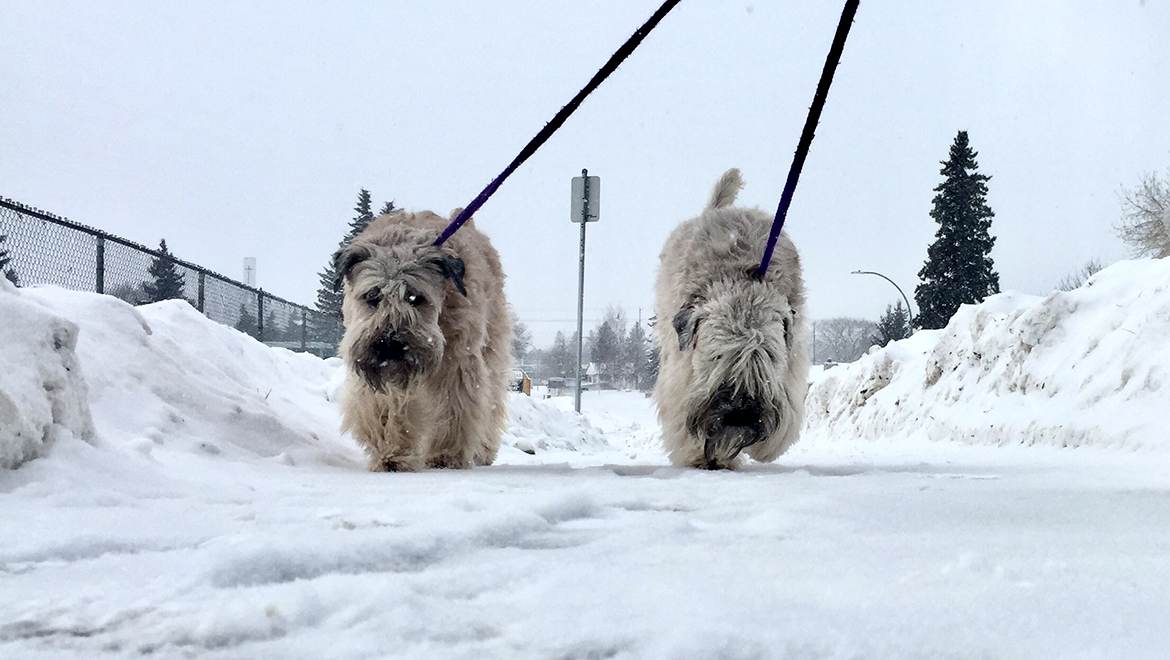 A paw-ty break in winter
