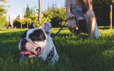 4 Signs of Heat Stroke in Dogs