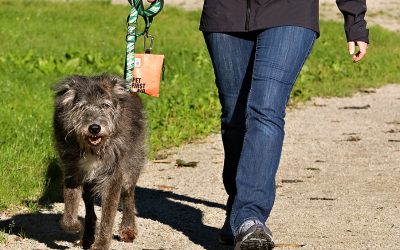 Keep your pet safe with Pet First Aid!