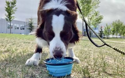 Is Your Dog Drinking Enough Water?
