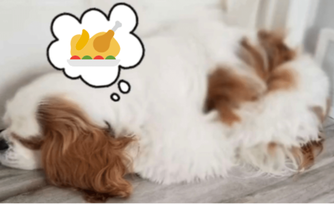 Thanksgiving Safety For Pets