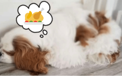 Thanksgiving Safety For Pets