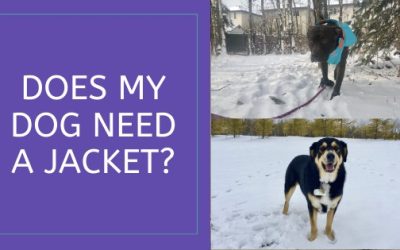 Does My Dog Need a Jacket?!