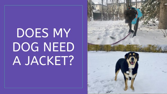 Does My Dog Need a Jacket?!