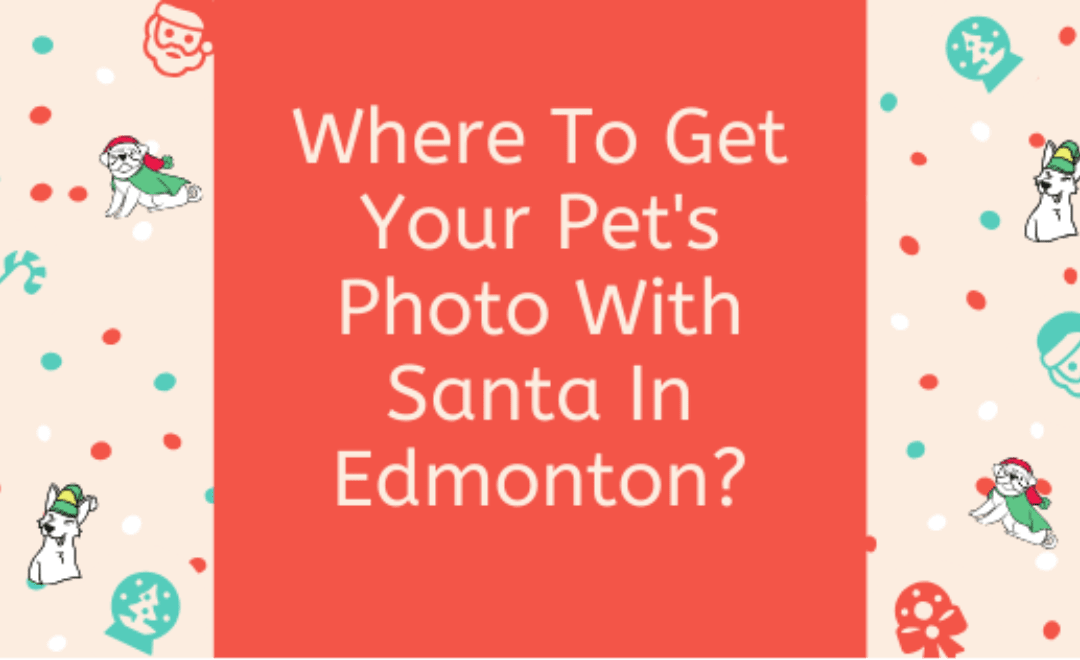 Where To Get Your Pet’s Photo With Santa In Edmonton?