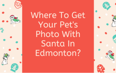 Where To Get Your Pet’s Photo With Santa In Edmonton?