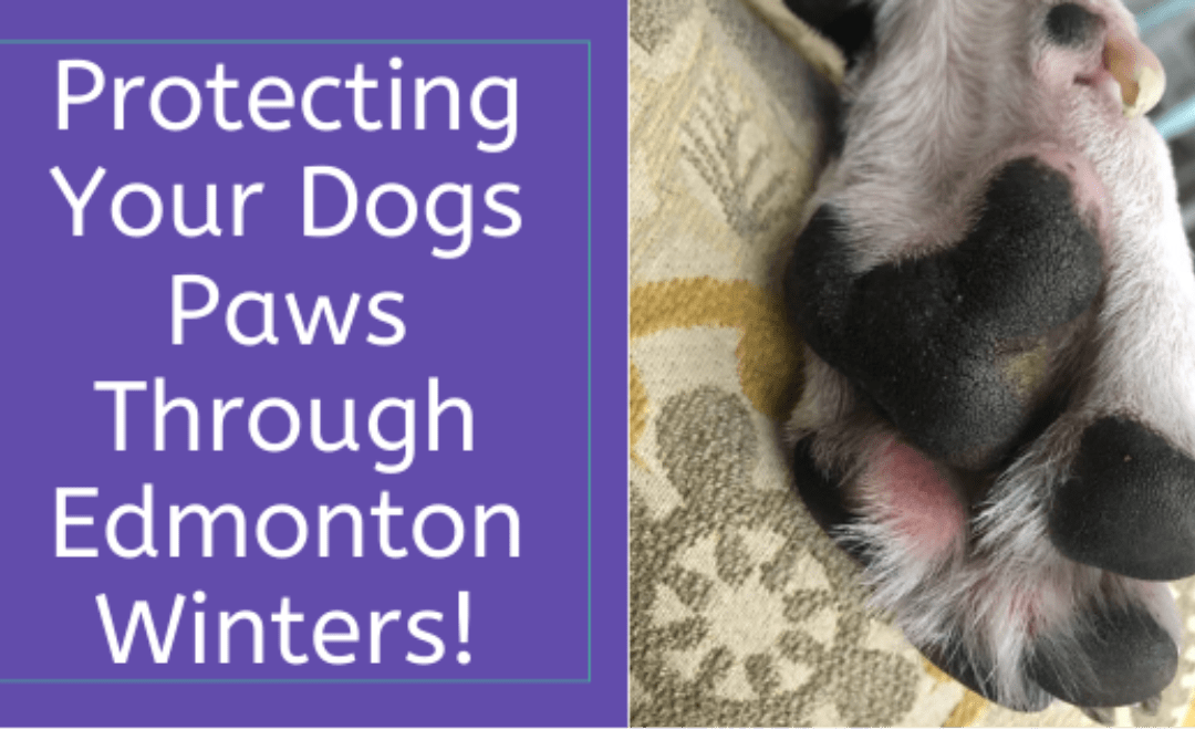 Protecting Your Dog’s Paws Through Edmontons Winter