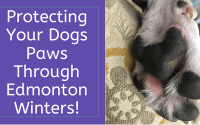 Protecting Your Dog’s Paws Through Edmontons Winter