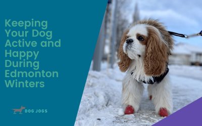 Keeping Your Dog Active and Happy During Edmonton Winters