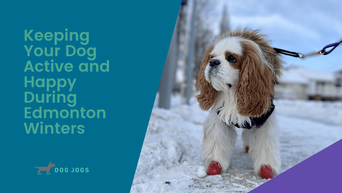 Keeping Your Dog Active and Happy During Edmonton Winters