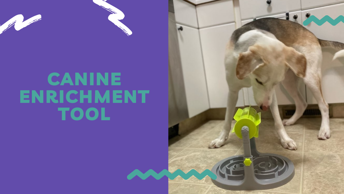 canine enrichment tool 