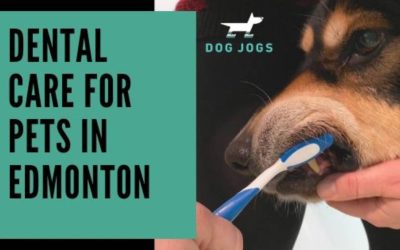 Dental Care For Pets In Edmonton
