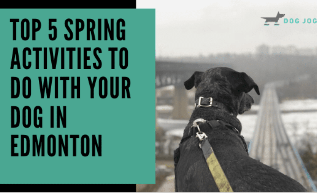 Top 5 Spring Activities to Do with Your Dog in Edmonton