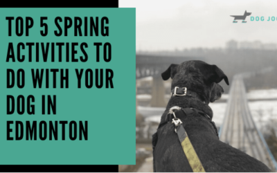 Top 5 Spring Activities to Do with Your Dog in Edmonton