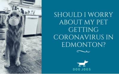 Should I Worry About My Pet Getting Coronavirus in Edmonton?