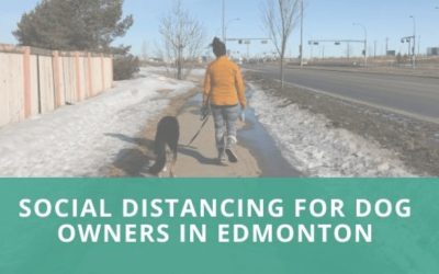 Social Distancing for Dog Owners in Edmonton