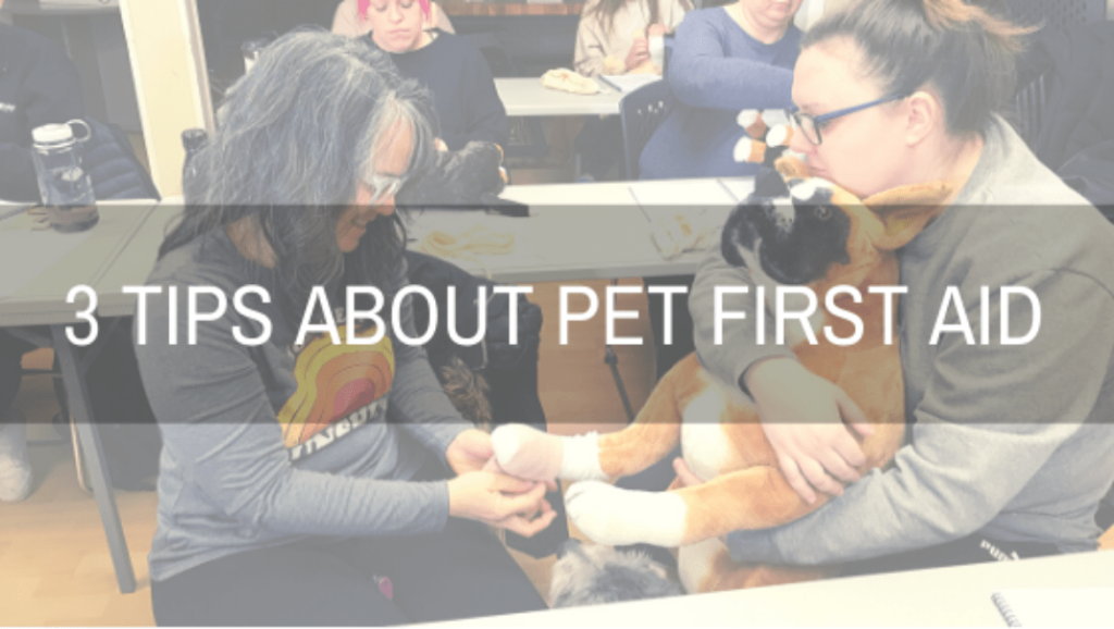 3 Tips about Pet First Aid Walks 'N' Wags Pet First Aid Dog Jogs