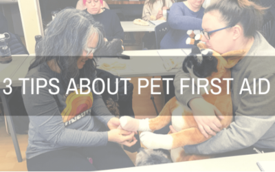 3 Tips About Pet First Aid