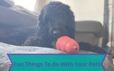 Fun Things To Do With Your Pets