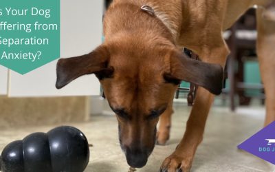 Is Your Dog Suffering from Separation Anxiety?