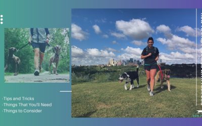 Want To Start Running With Your Dog?