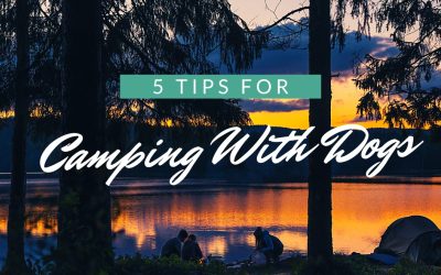 5 Tips For Camping With Dogs