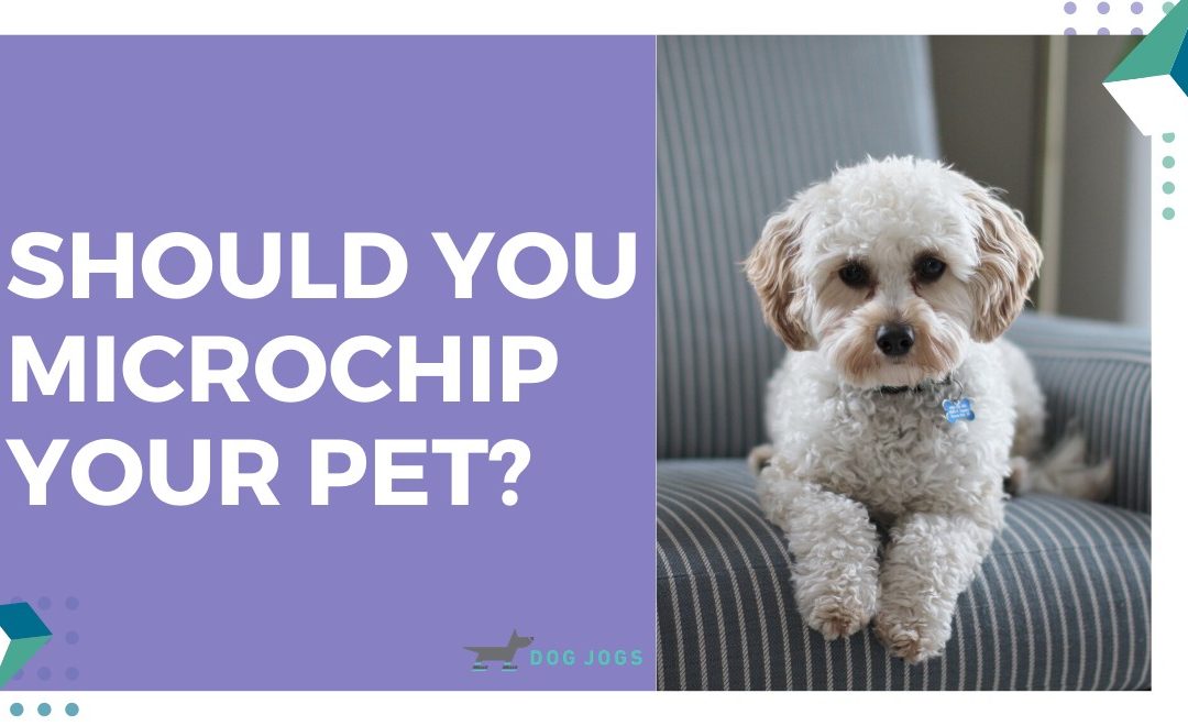 Why Microchipping and Licensing Your Pet in Edmonton is Important!