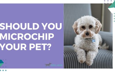 Why Microchipping and Licensing Your Pet in Edmonton is Important!