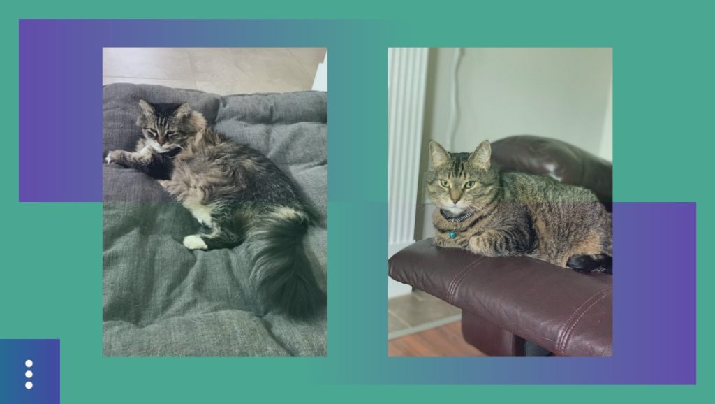 Fluffy tabby cat relaxing on a gray sofa, showcasing comfort and pet relaxation, perfect for dog jogging and pet care enthusiasts.