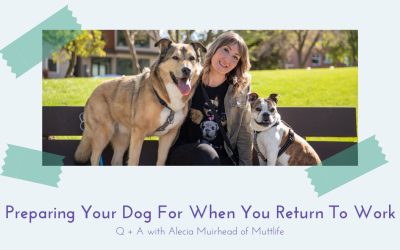 Preparing Your Dog For When You Return To Work