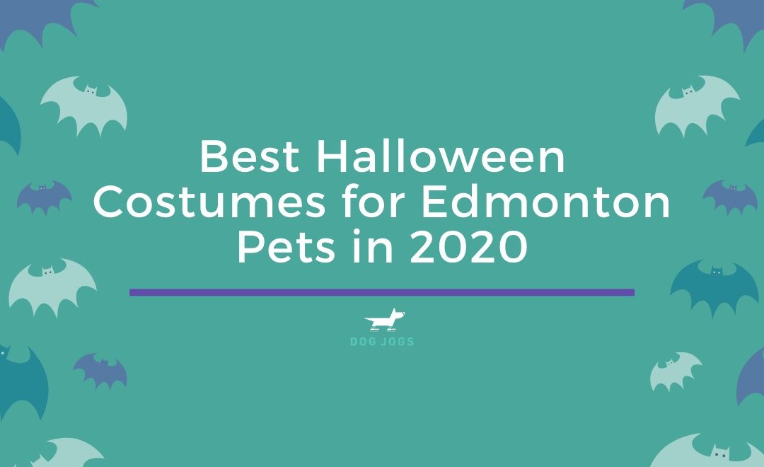Best Halloween Costumes for Edmonton Pets in 2020