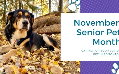 Caring For Your Senior Pet in Edmonton