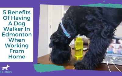 5 Benefits Of Having A Dog Walker In Edmonton When Working From Home