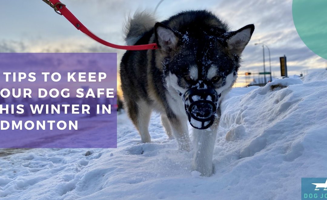 7 Tips To Keep Your Dog Safe This Winter in Edmonton
