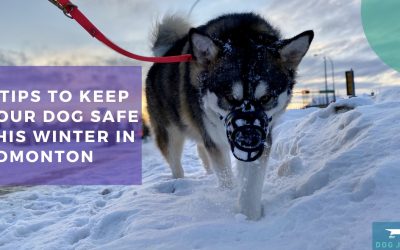 7 Tips To Keep Your Dog Safe This Winter in Edmonton