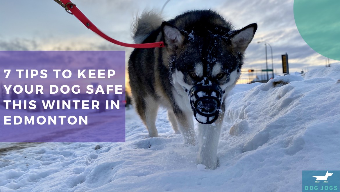 7 Tips To Keep Your Dog Safe This Winter In YEG | Helpful Tips | Dog Jogs