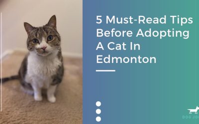 5 Must-Read Tips Before Adopting A Cat In Edmonton