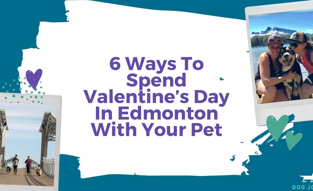 6 Ways To Spend Valentine’s Day In Edmonton With Your Pet