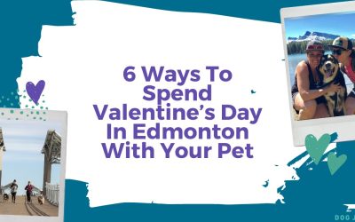6 Ways To Spend Valentine’s Day In Edmonton With Your Pet