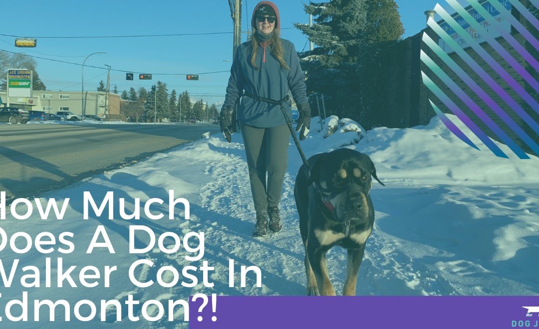 How Much Does a Dog Walker Cost in Edmonton?