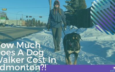How Much Does a Dog Walker Cost in Edmonton?