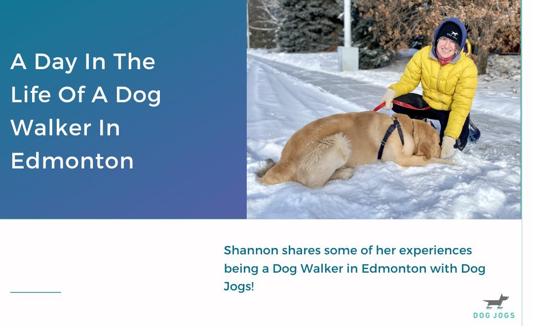 A Day In The Life Of A Dog Walker In Edmonton
