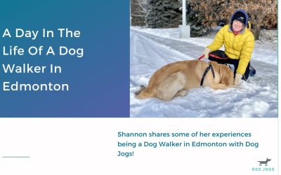 A Day In The Life Of A Dog Walker In Edmonton