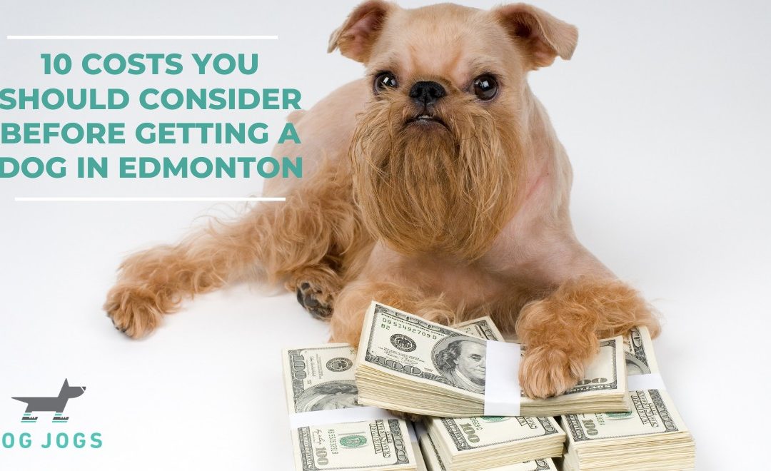10 Costs You Should Consider Before Getting a Dog in Edmonton